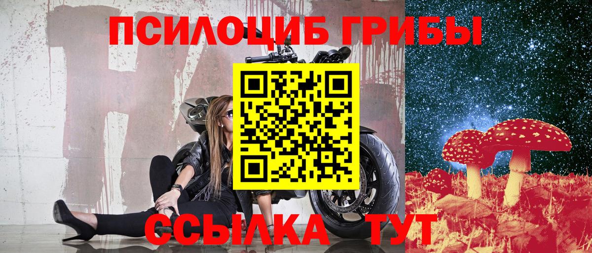 Псилоцибиновые грибы Cubensis Гатчина